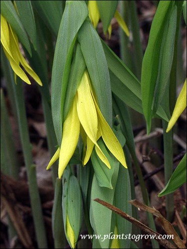 Large flowered Bellwort (Uvularia grandiflora)